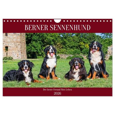 Berner Sennenhund - Der beste Freund fürs Leben (Wandkalender 2026 DIN A4 quer), CALVENDO Monatskalender