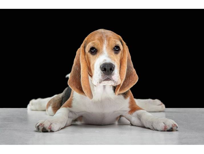 Fototapete PAPERMOON Hund , bunt, B:1,5m L:1,11m, Vlies, Tapeten, Fototapete