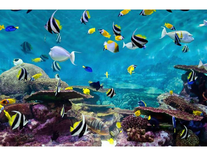 Fototapete PAPERMOON Fische , bunt, B:4m L:2,6m, Vlies, Tapeten, Fototapete