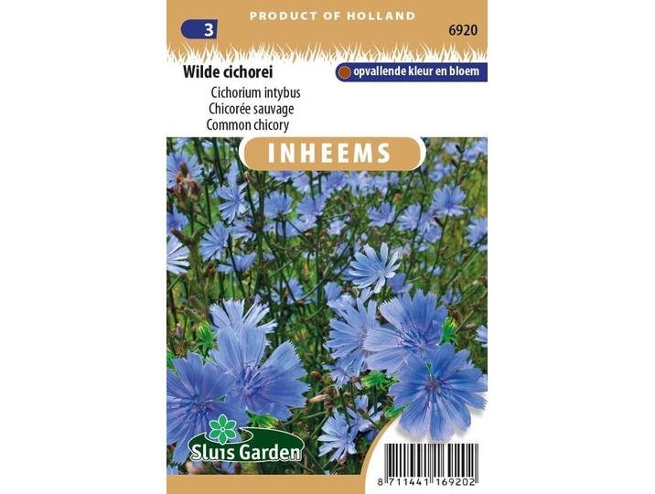Inheemse Cichorium intybus Wilde Cichorei zaden