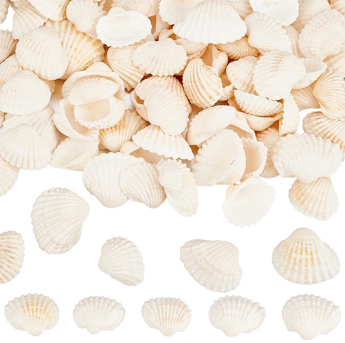 Solidchoice - 300 stuks natuurlijke schelpen voor decoratie en DIY