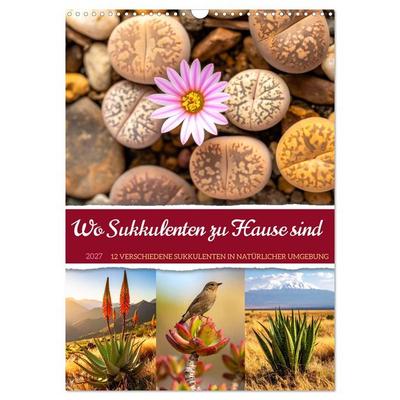 Wo Sukkulenten zu Hause sind (Wandkalender 2027 DIN A3 hoch), CALVENDO Monatskalender