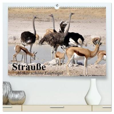 Strauße. Afrikas schöne Laufvögel (hochwertiger Premium Wandkalender 2027 DIN A2 quer), Kunstdruck in Hochglanz