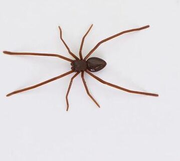 Inspire Select Realistic Spider Fridge Magnets Fun Novelty Magnetic Home & Garage Decor brown