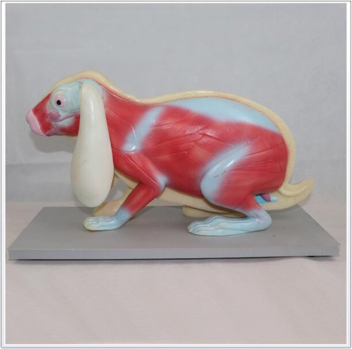 Konijn Anatomiemodel met meerdere organen en skelet voor biologisch onderwijs, levensgroot en handgekleurd