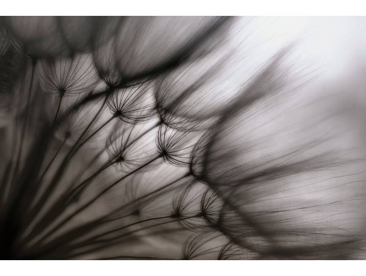 Fototapete PAPERMOON Photo-Art KEREN OR, PUSTEBLUME DURCHSCHEINEND , bunt, B:4m L:2,6m, Vlies, Tapeten, Fototapete