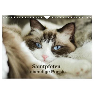Samtpfoten Lebendige Poesie (Wandkalender 2027 DIN A4 quer), CALVENDO Monatskalender