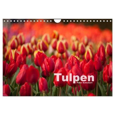 Tulpen (Wandkalender 2027 DIN A4 quer), CALVENDO Monatskalender