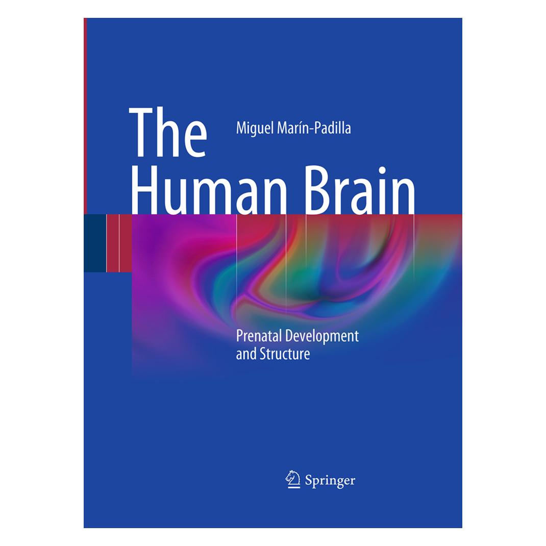 Springer The Human Brain (Englisch, Softcover, Miguel Marín-Padilla) (55946853)
