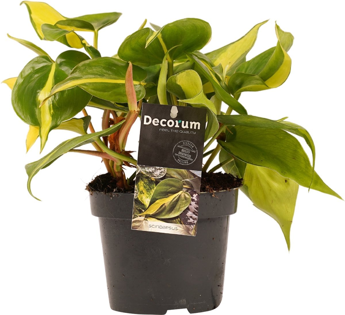 Philodendron Brasil - Hoogte: 20 cm - Pot: 12 cm