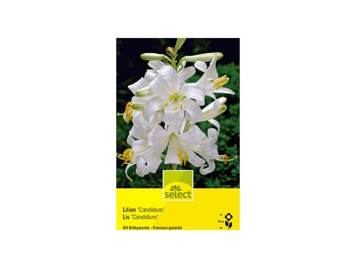 Select Blumenzwiebel Lilium candidum