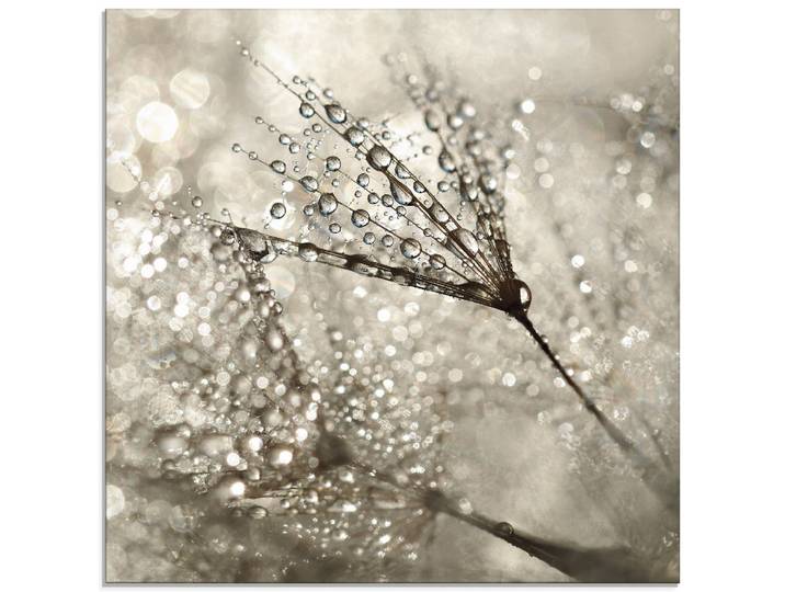 Glasbild ARTLAND Pusteblume Tautropfen I , beige (farbe bild(er): naturfarben), B:40cm H:40cm, Bilder, Glasbild, in verschiedenen Grössen