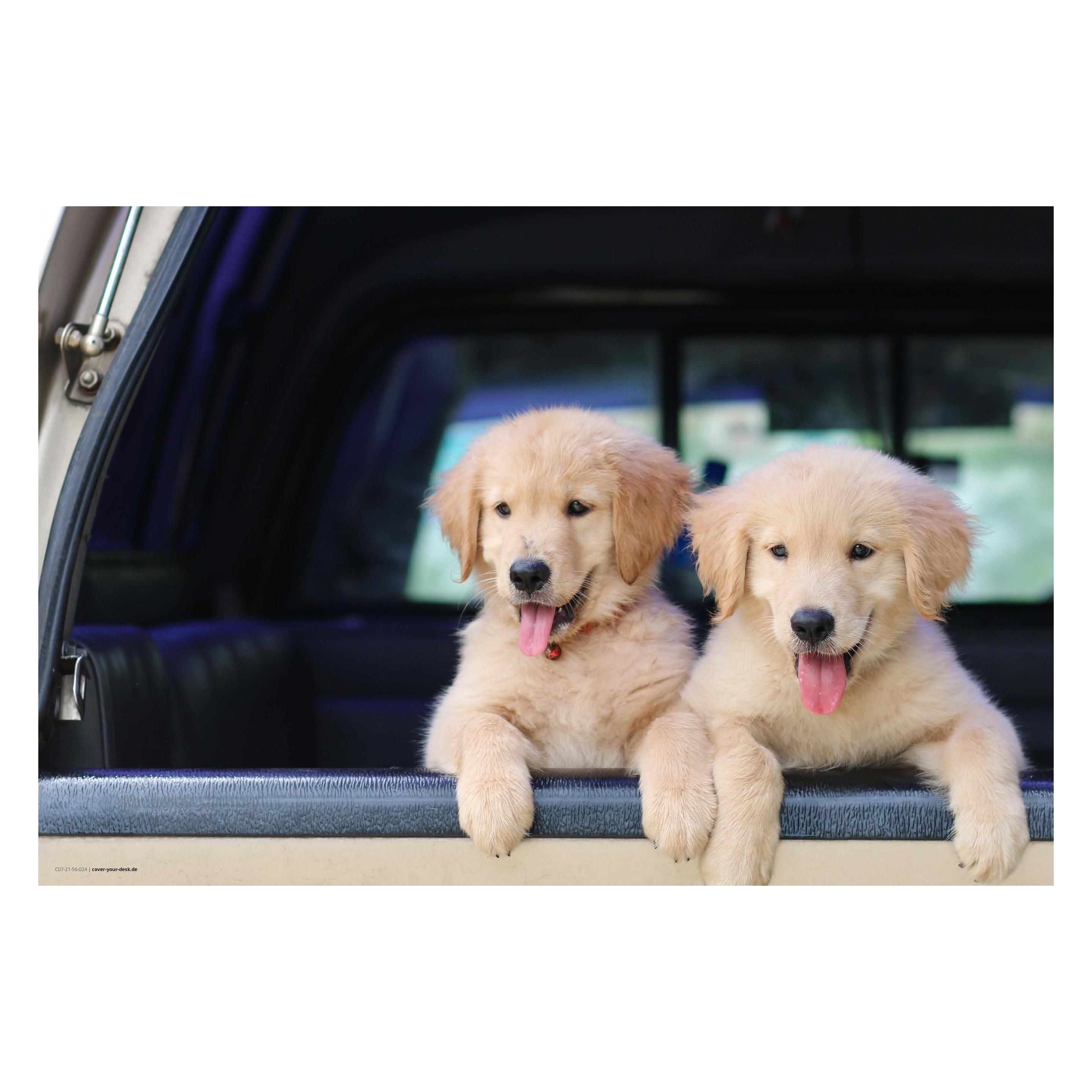 CoverYourDesk Schreibtischunterlage Golden Retriever Welpen (21557456)