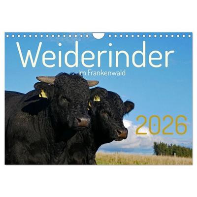 Weiderinder im Frankenwald (Wandkalender 2026 DIN A4 quer), CALVENDO Monatskalender