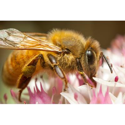 Fototapete PAPERMOON "HONIGBIENE-BIENE MAKRO BLÜTENSTAUB BLUME INSEKTE NATUR", bunt, B:3m L:2,23m, Vlies, Tapeten