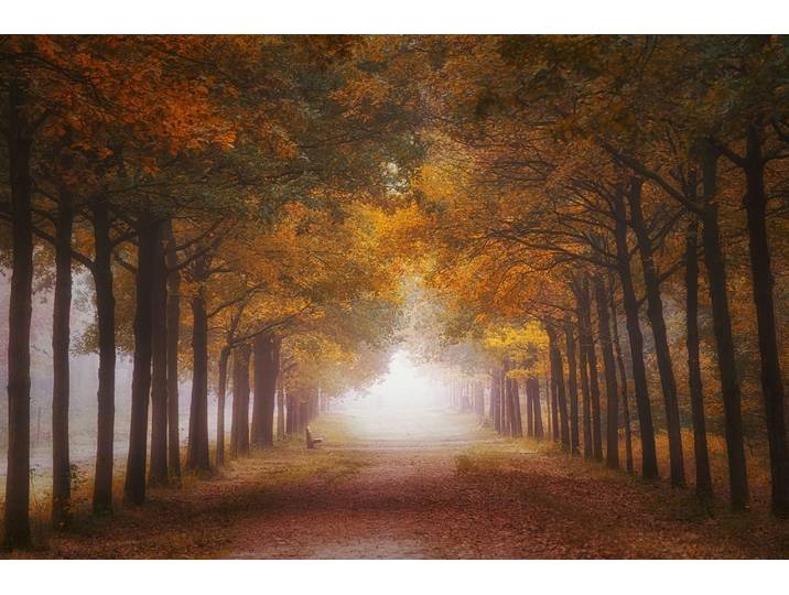 Fototapete PAPERMOON Photo-Art SASKIA DINGEMANS, NEBELIGER HERBSTRAUM , bunt, B:2,5m L:1,86m, Vlies, Tapeten, Fototapete