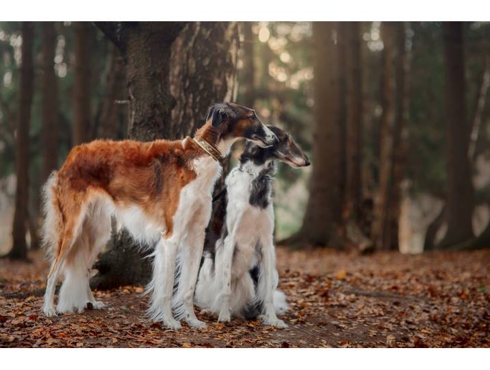 Fototapete PAPERMOON BARSOI-HUND Tier-Portrait, langhaariger Welpe , bunt, B:2m L:1,49m, Vlies, Tapeten, Fototapete