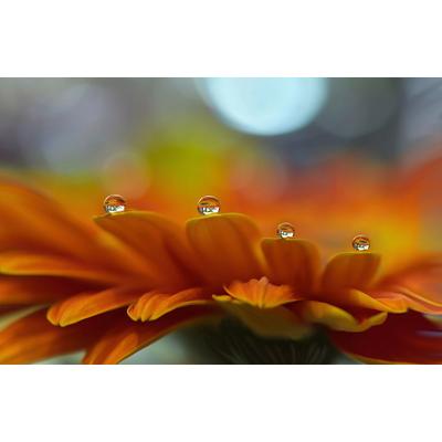 Fototapete PAPERMOON "Zen Wassertropfen mit Blume Makro", bunt, B:2,5m L:1,86m, Vlies, Tapeten