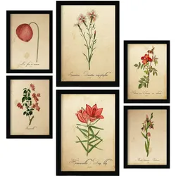 POSTER Set Mit 6 Rote Blumen Vollfarbige Natur Und Botanikdrucke Mit Blumenmotiven Im Vintage Papier Stil Innenarchitektur A3 & A4 Schwarzer Rahmen