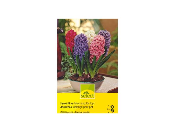 Select Hyazinthen Mischung für Topf