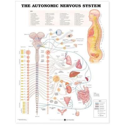 The Autonomic Nervous System Anatomical Chart, Nonbook von , Anatomical Chart Co., 978-1-58779-002-7