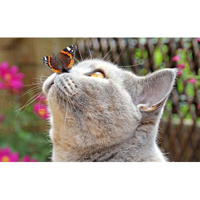 Fototapete PAPERMOON "Schmetterling und Katze", bunt, B:3m L:2,23m, Vlies, Tapeten