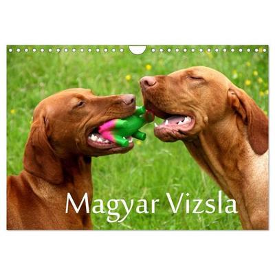 Magyar Vizsla (Wandkalender 2027 DIN A4 quer), CALVENDO Monatskalender
