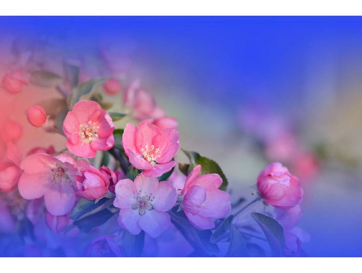 Fototapete PAPERMOON Zen Wassertropfen mit Blume Makro , bunt, B:3m L:2,23m, Vlies, Tapeten, Fototapete
