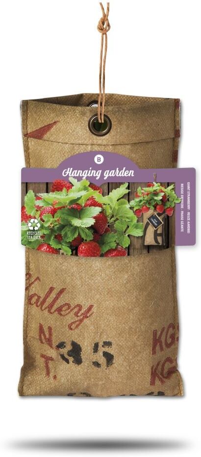 Baza Seeds hängender Garten riesige Erdbeere