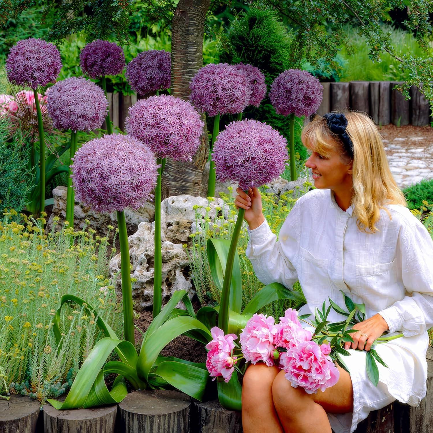 Dutch Bulbs Allium Giganteum Super Bowl - 5 winterharde en meerjarige bloembollen