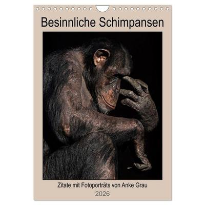 Besinnliche Schimpansen (Wandkalender 2026 DIN A4 hoch), CALVENDO Monatskalender