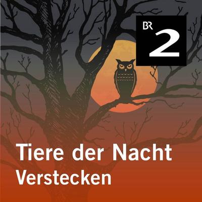 Tiere der Nacht: Verstecken - Silke Wolfrum, Audio, 4057664414236