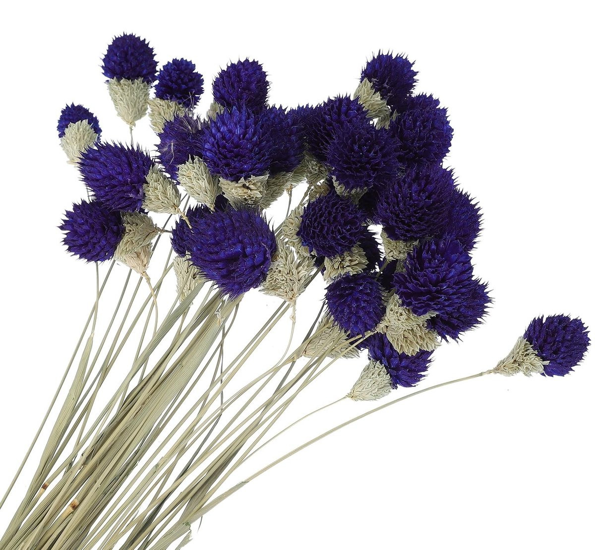 Omgoods 30 stuks donkerpaarse gedroogde bloemen voor decoratie