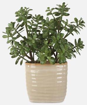 Uttermost Crassula Jade Accent Plant