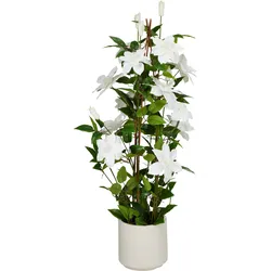 Kunstpflanze CLEMATIS (LBH 35x35x98 cm) - bunt - LBH 35x35x98 cm