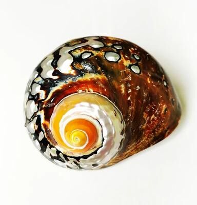 Uplifted Finds Rare African Sarmaticus Turbo Shell   Giant Brown Jade Hermit Crab House 6 8 Cm
