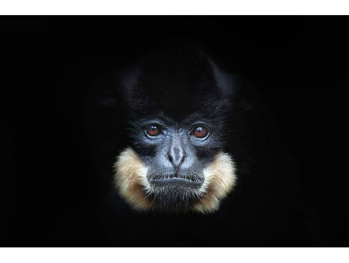 Fototapete PAPERMOON GELBERCHEEKED GIBBON-MENSCHEN AFFE VIETNAM PORTRÄT , bunt, B:3m L:2,23m, Vlies, Tapeten, Fototapete