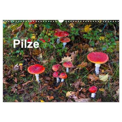 Pilze (Wandkalender 2027 DIN A3 quer), CALVENDO Monatskalender