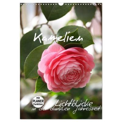 Kamelien Lichtblicke in der dunklen Jahreszeit (Wandkalender 2027 DIN A3 hoch), CALVENDO Monatskalender