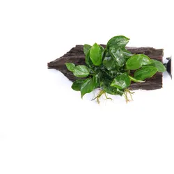 Anubias barteri var. Nana 15 x 5 x 11 Centimeter Saugwurzel