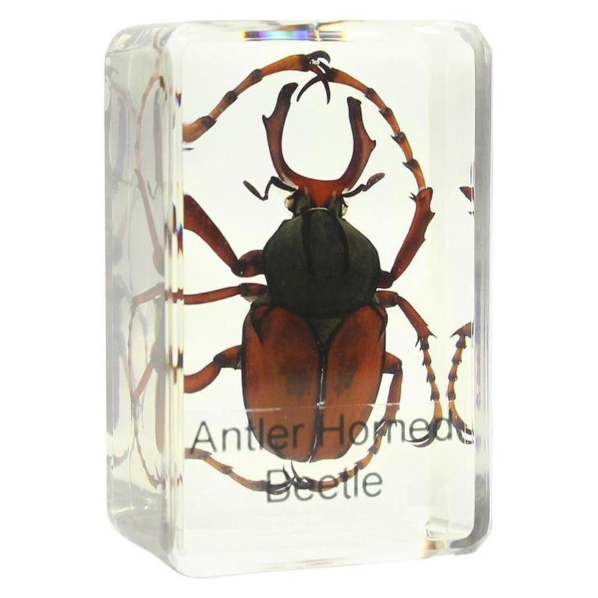 Omegon Mikroskopas Prepared slide - stag beetle (4049467333012)