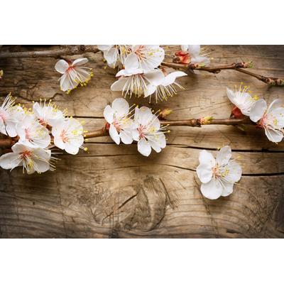 Fototapete PAPERMOON "Blumen auf Holz", bunt, B:3m L:2,23m, Vlies, Tapeten