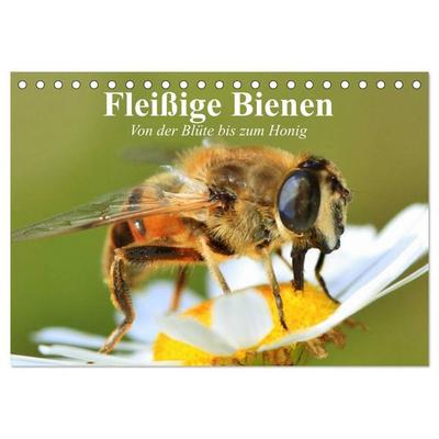 Fleißige Bienen. Von der Blüte bis zum Honig (Tischkalender 2027 DIN A5 quer), CALVENDO Monatskalender