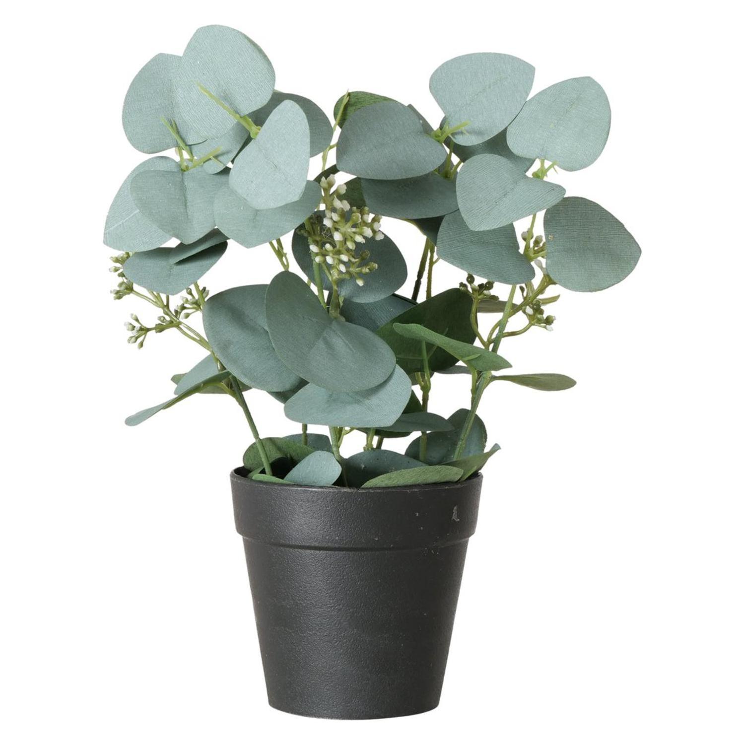 Boltze Home Eukalyptus (30 cm) (2036481-1)