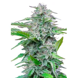 Royal Queen Seeds Critical 1 Samen - 1