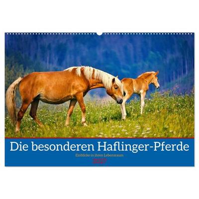 Die besonderen Haflinger-Pferde (Wandkalender 2027 DIN A2 quer), CALVENDO Monatskalender