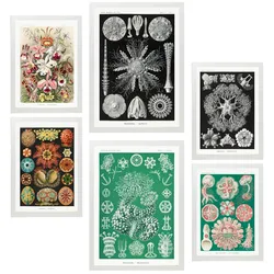 POSTER Set Mit 6 Botanisch Blumig A3 & A4 Weißer Rahmen