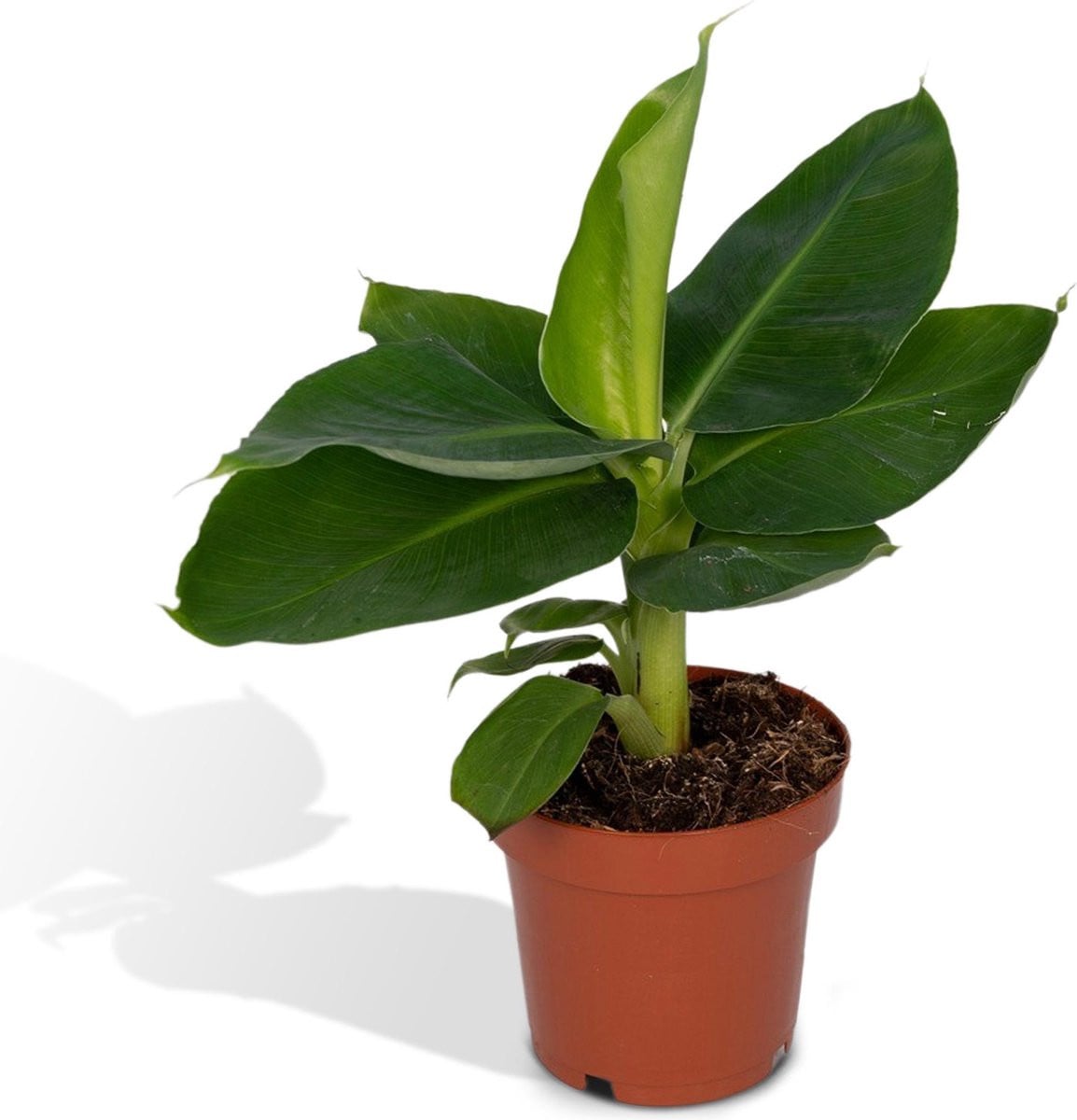 Hello Plants Musa Oriental Dwarf Bananenplant - Ø 12 cm - Hoogte: 25 cm