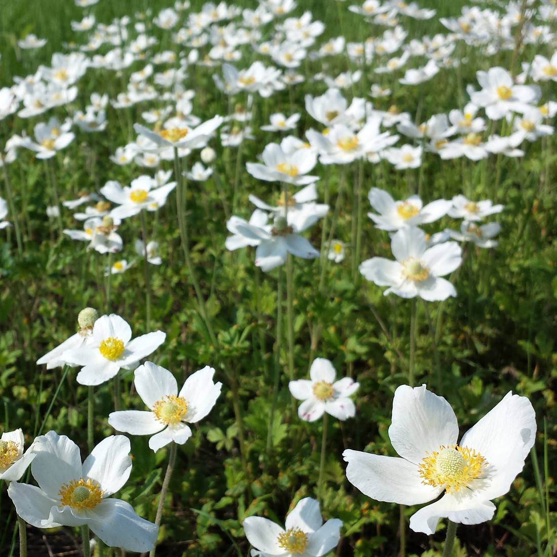 6 x Wilde anemoon (Anemone sylvestris) van Arborix, pot van 9x9 cm