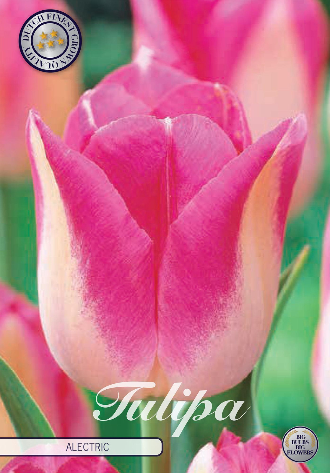 Sam van Schooten Tulpen Infinity Tulpenbollen (10 stuks)